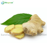 New 100 Pcs Ginger Seeds Vegetable seeds Balcony Vegetables Potted Bonsai Plant Seeds Four Seasons Zingiber Seeds Plants