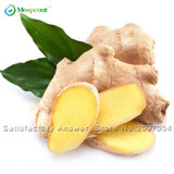 New 100 Pcs Ginger Seeds Vegetable seeds Balcony Vegetables Potted Bonsai Plant Seeds Four Seasons Zingiber Seeds Plants