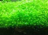 New !!! 1000 Pcs Underwater Aquatic Plants Seeds Moss Aquarium Plant Grass Seeds Fish Tank Landscape Ornamental Decor
