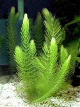 New !!! 1000 Pcs Underwater Aquatic Plants Seeds Moss Aquarium Plant Grass Seeds Fish Tank Landscape Ornamental Decor