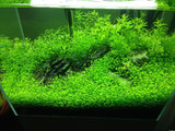New !!! 1000 Pcs Underwater Aquatic Plants Seeds Moss Aquarium Plant Grass Seeds Fish Tank Landscape Ornamental Decor