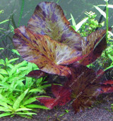 New !!! 1000 Pcs Underwater Aquatic Plants Seeds Moss Aquarium Plant Grass Seeds Fish Tank Landscape Ornamental Decor