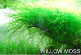 New !!! 1000 Pcs Underwater Aquatic Plants Seeds Moss Aquarium Plant Grass Seeds Fish Tank Landscape Ornamental Decor