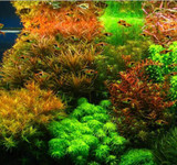 New !!! 1000 Pcs Underwater Aquatic Plants Seeds Moss Aquarium Plant Grass Seeds Fish Tank Landscape Ornamental Decor