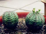 New ! 20 Pcs/Bag Succulents Seeds Echinopsis Tubiflora, Flowering Cactus Seeds, Rare Flower Cactus, Office Mini Plant Succulent