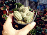 New ! 20 Pcs/Bag Succulents Seeds Echinopsis Tubiflora, Flowering Cactus Seeds, Rare Flower Cactus, Office Mini Plant Succulent