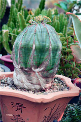 New ! 20 Pcs/Bag Succulents Seeds Echinopsis Tubiflora, Flowering Cactus Seeds, Rare Flower Cactus, Office Mini Plant Succulent