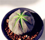 New ! 20 Pcs/Bag Succulents Seeds Echinopsis Tubiflora, Flowering Cactus Seeds, Rare Flower Cactus, Office Mini Plant Succulent