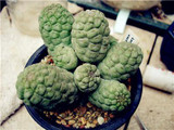 New ! 20 Pcs/Bag Succulents Seeds Echinopsis Tubiflora, Flowering Cactus Seeds, Rare Flower Cactus, Office Mini Plant Succulent