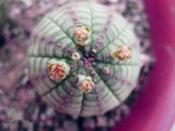 New ! 20 Pcs/Bag Succulents Seeds Echinopsis Tubiflora, Flowering Cactus Seeds, Rare Flower Cactus, Office Mini Plant Succulent