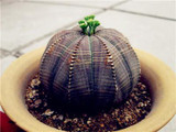 New ! 20 Pcs/Bag Succulents Seeds Echinopsis Tubiflora, Flowering Cactus Seeds, Rare Flower Cactus, Office Mini Plant Succulent