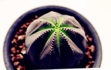 New ! 20 Pcs/Bag Succulents Seeds Echinopsis Tubiflora, Flowering Cactus Seeds, Rare Flower Cactus, Office Mini Plant Succulent