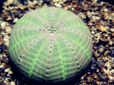 New ! 20 Pcs/Bag Succulents Seeds Echinopsis Tubiflora, Flowering Cactus Seeds, Rare Flower Cactus, Office Mini Plant Succulent