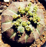New ! 20 Pcs/Bag Succulents Seeds Echinopsis Tubiflora, Flowering Cactus Seeds, Rare Flower Cactus, Office Mini Plant Succulent