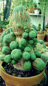 New ! 20 Pcs/Bag Succulents Seeds Echinopsis Tubiflora, Flowering Cactus Seeds, Rare Flower Cactus, Office Mini Plant Succulent