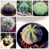 New ! 20 Pcs/Bag Succulents Seeds Echinopsis Tubiflora, Flowering Cactus Seeds, Rare Flower Cactus, Office Mini Plant Succulent