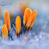 Netherlands Saffron Flower Seeds Rare Diy Plant Bonsai * Organic Garden Semillas Flowering Plants Sementes 100 Particles / Lot