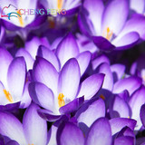 Netherlands Saffron Flower Seeds Rare Diy Plant Bonsai * Organic Garden Semillas Flowering Plants Sementes 100 Particles / Lot