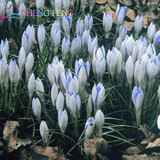 Netherlands Saffron Flower Seeds Rare Diy Plant Bonsai * Organic Garden Semillas Flowering Plants Sementes 100 Particles / Lot