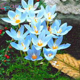 Netherlands Saffron Flower Seeds Rare Diy Plant Bonsai * Organic Garden Semillas Flowering Plants Sementes 100 Particles / Lot