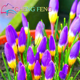 Netherlands Saffron Flower Seeds Rare Diy Plant Bonsai * Organic Garden Semillas Flowering Plants Sementes 100 Particles / Lot