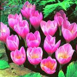 Netherlands Saffron Flower Seeds Rare Diy Plant Bonsai * Organic Garden Semillas Flowering Plants Sementes 100 Particles / Lot
