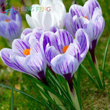 Netherlands Saffron Flower Seeds Rare Diy Plant Bonsai * Organic Garden Semillas Flowering Plants Sementes 100 Particles / Lot