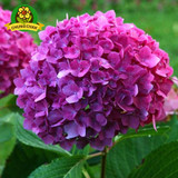 Multi Colors Promotion Hot Flowers Seed Bonsai Mix Hydrangea Seeds 100pcs Macrophylla Orchids Garden Very Easy Blooming Plants