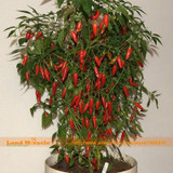 NON-GMO Serrano Red Pepper Seeds, 50 Seeds/Pack, Edible Vegetable Hot Chilli Bonsai Plants For Home &amp; Garden