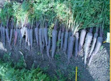 Purple carrot seed 100 seeds selling organic vegetables sub