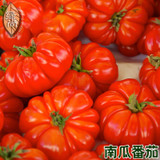 Pumpkin Tomato Tomatoes 4 Seasons Sowing Garden Balcony Potted Fruits And Vegetables Seeds 200 Seeds