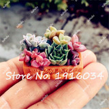 Succulent Cactus Seeds Lotus Lithops Bonsai Plants Home Gardening Flower Pots Balcony Flower Seeds-100 Pcs Free Shipping