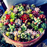 Succulent Cactus Seeds Lotus Lithops Bonsai Plants Home Gardening Flower Pots Balcony Flower Seeds-100 Pcs Free Shipping