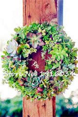 Succulent Cactus Seeds Lotus Lithops Bonsai Plants Home Gardening Flower Pots Balcony Flower Seeds-100 Pcs Free Shipping