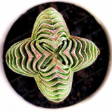 Succulent Seeds Echeveria Succulents Lithops Seeds Bonsai Flower Seeds Indoor plant For Home Grden 100 Pcs/Bag