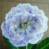 Gloxinia Seeds Perennial Bonsai Balcony Flower Garden Decoration Bonsai Planting Fast Grow Flower Seeds 100 Pcs Gloxinia Seeds Perennial Bonsai Balcony Flower Garden Decoration Bonsai Planting Fast Grow Flower Seeds 100 Pcs