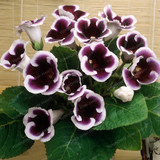 Gloxinia Seeds Perennial Bonsai Balcony Flower Garden Decoration Bonsai Planting Fast Grow Flower Seeds 100 Pcs Gloxinia Seeds Perennial Bonsai Balcony Flower Garden Decoration Bonsai Planting Fast Grow Flower Seeds 100 Pcs
