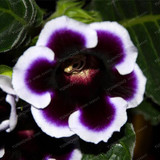 Gloxinia Seeds Perennial Bonsai Balcony Flower Garden Decoration Bonsai Planting Fast Grow Flower Seeds 100 Pcs Gloxinia Seeds Perennial Bonsai Balcony Flower Garden Decoration Bonsai Planting Fast Grow Flower Seeds 100 Pcs