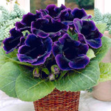 Gloxinia Seeds Perennial Bonsai Balcony Flower Garden Decoration Bonsai Planting Fast Grow Flower Seeds 100 Pcs Gloxinia Seeds Perennial Bonsai Balcony Flower Garden Decoration Bonsai Planting Fast Grow Flower Seeds 100 Pcs