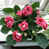 Gloxinia Seeds Perennial Bonsai Balcony Flower Garden Decoration Bonsai Planting Fast Grow Flower Seeds 100 Pcs Gloxinia Seeds Perennial Bonsai Balcony Flower Garden Decoration Bonsai Planting Fast Grow Flower Seeds 100 Pcs