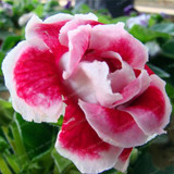 Gloxinia Seeds Perennial Bonsai Balcony Flower Garden Decoration Bonsai Planting Fast Grow Flower Seeds 100 Pcs Gloxinia Seeds Perennial Bonsai Balcony Flower Garden Decoration Bonsai Planting Fast Grow Flower Seeds 100 Pcs