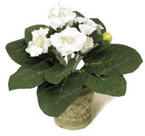 Gloxinia Seeds Perennial Bonsai Balcony Flower Garden Decoration Bonsai Planting Fast Grow Flower Seeds 100 Pcs Gloxinia Seeds Perennial Bonsai Balcony Flower Garden Decoration Bonsai Planting Fast Grow Flower Seeds 100 Pcs