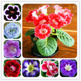Gloxinia Seeds Perennial Bonsai Balcony Flower Garden Decoration Bonsai Planting Fast Grow Flower Seeds 100 Pcs Gloxinia Seeds Perennial Bonsai Balcony Flower Garden Decoration Bonsai Planting Fast Grow Flower Seeds 100 Pcs