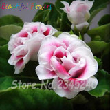 Gloxinia Seeds, Potted Flower Seeds Perennial Flowering Plants Sinningia Speciosa Bonsai Balcony Flower Seeds 50 pcs/pack