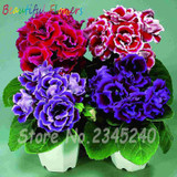 Gloxinia Seeds, Potted Flower Seeds Perennial Flowering Plants Sinningia Speciosa Bonsai Balcony Flower Seeds 50 pcs/pack