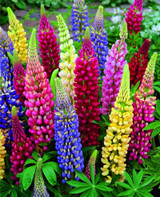 7 color mix Lupine Seeds-Russells Wildflower(Lupinus Polyphyllus)Rare Bonsai Flower Seeds Perennial plant flowers 30seeds/bag