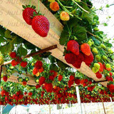 600 PCS Red giant Climbing Strawberry Seeds Fruit Seeds For Home &amp; Garden DIY rare seeds for bonsai Free Shipping