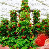 600 PCS Red giant Climbing Strawberry Seeds Fruit Seeds For Home &amp; Garden DIY rare seeds for bonsai Free Shipping