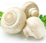 60 pcs Rare White Mushroom Seeds Organic Delicious Healthy Geen Vegetables Bonsai Seeds Diy Home Garden Plants Easy Grow