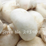 60 pcs Rare White Mushroom Seeds Organic Delicious Healthy Geen Vegetables Bonsai Seeds Diy Home Garden Plants Easy Grow